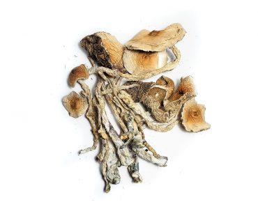 African Transkei Magic Mushroom For Sale Australia