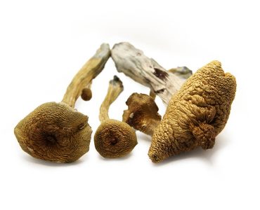 Alacabenzi Magic Mushroom For Sale