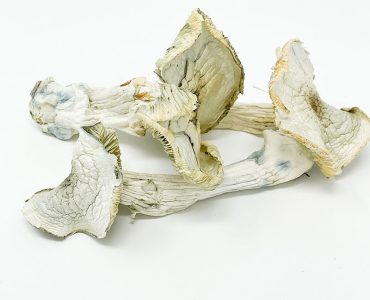 Albino A+ Magic Mushroom For Sale Australia