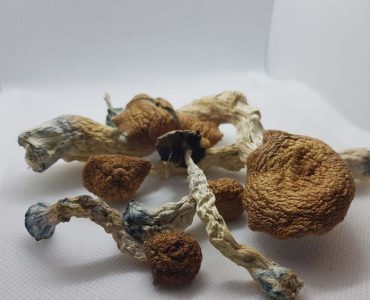 Amazonian Magic Mushroom For Sale Australia