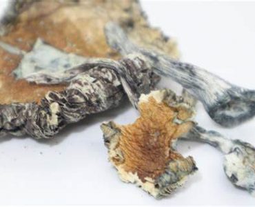 Blue Meanie Mushroom For Sale Australia