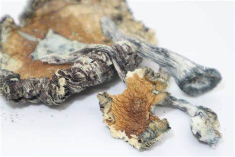 Blue Meanie Mushroom For Sale Australia