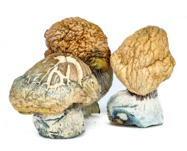 Burmese Magic Mushrooms For Sale Australia