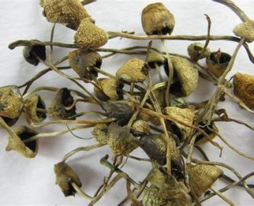 Buy Liberty Caps Australia