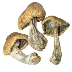 Cambodian Magic Mushroom For Sale Australia