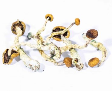 Creeper Magic Mushroom For Sale Australia