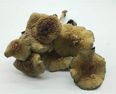 Cuban Magic Mushroom For Sale Australia