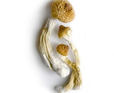 Big Mex Mushroom For Sale Australia