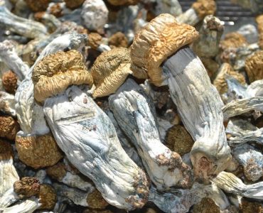 Ecuador Magic Mushroom For Sale Australia