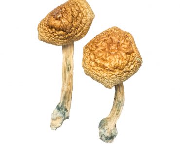Golden Mammoth Magic Mushroom For Sale In Australia
