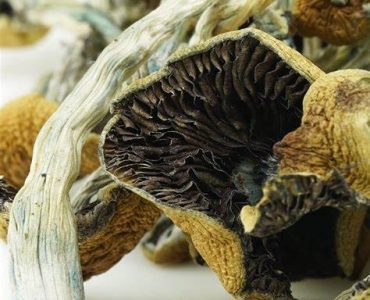 Goldie Magic Mushroom For Sale Australia