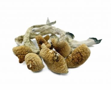 Lizard King Magic Mushroom For Sale Australia