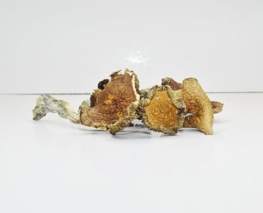 Mazatapec Magic Mushroom For Sale
