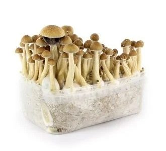Colombian Magic Mushroom Grow Kit