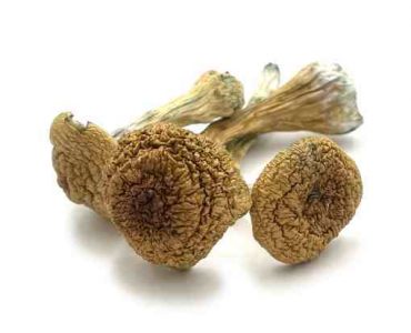 Pink Buffalo Magic Mushrooms For Sale Australia