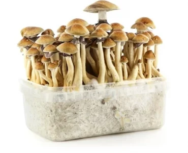 Brazil Magic Mushroom Growing Kit