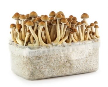 Psilocybe Cubensis Hawaiian Magic Mushroom Grow Kit