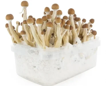 Mexican Magic Mushroom Grow Kit