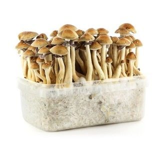Panama Magic Mushroom Growing Kit