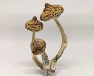 Rusty Whyte Magic Mushrooms For Sale Australia