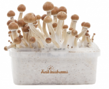 MCKENNAII MAGIC MUSHROOM GROW KIT