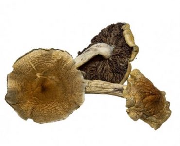 malabar coast mushroom for sale Australia
