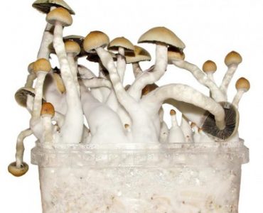 Thai Magic Mushroom Grow Kit